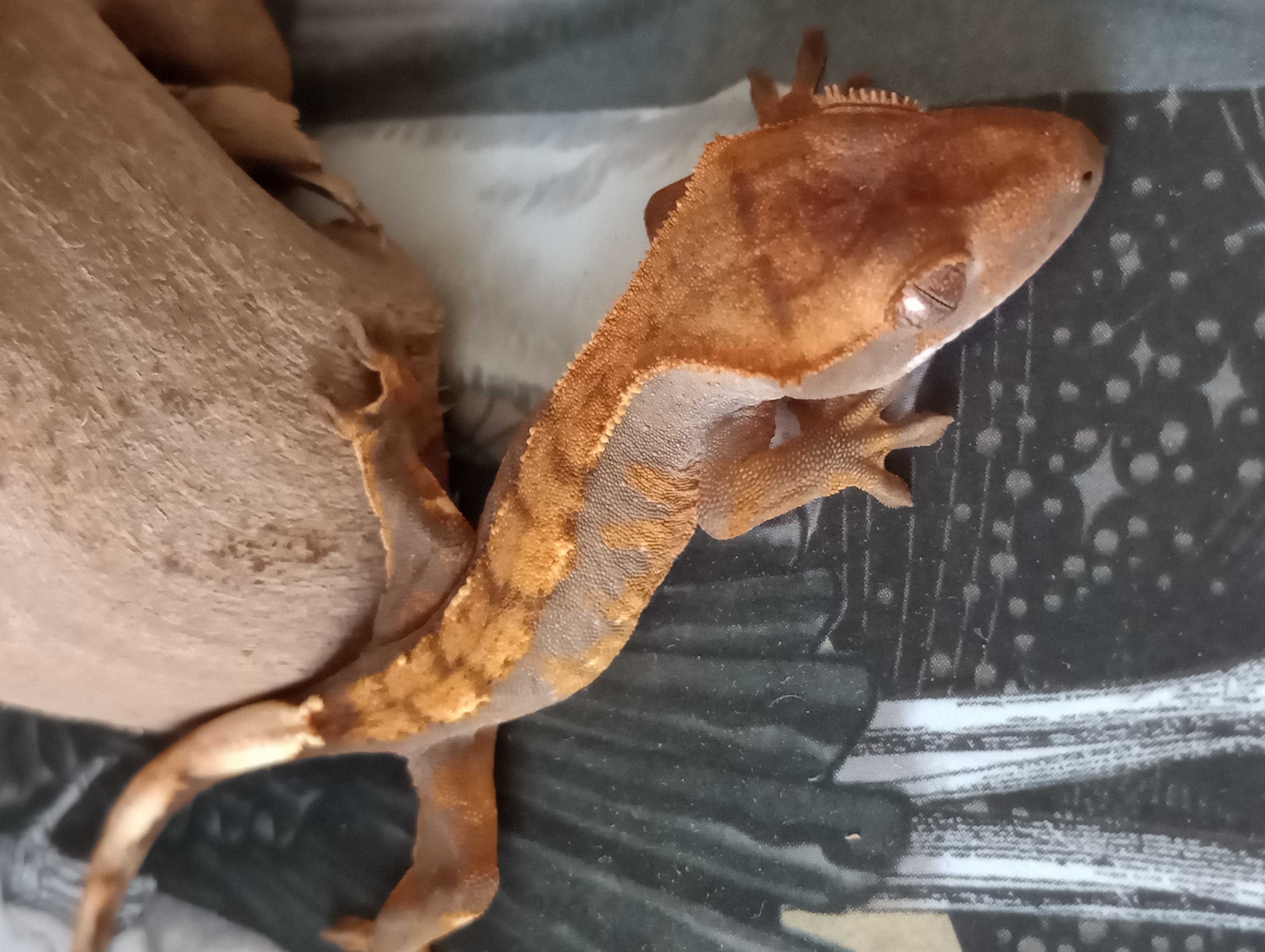 Pos Sable holdback side view